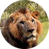 Lion in Nairobi's National Park